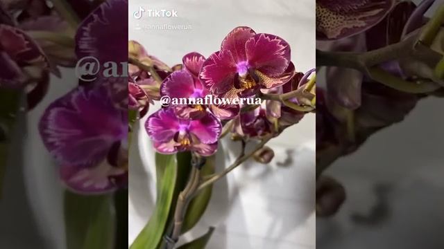 Голландская орхидея Интрига смотреть онлайн