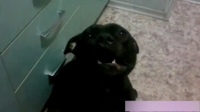Забыла как лаять смотреть онлайн