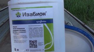 Изабион и Гиберелон мощные стимуляторы для роз!!!