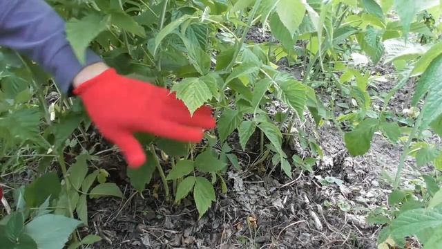 Літня обрізка ремонтантної малини. Проріджування малини - детальна інструкція смотреть онлайн