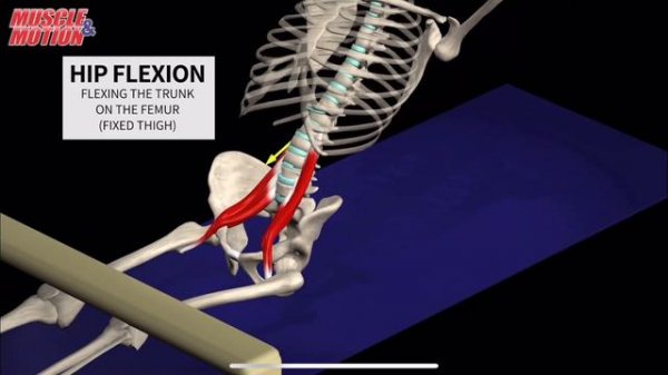 Подвздошно-поясничная мышца. 3d anatomy. MUSCLE MOTION