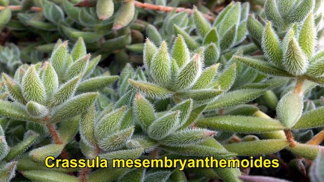 Más de 100 Plantas Crassulas смотреть онлайн