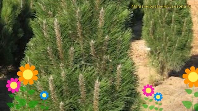 Сосна черная Франк. Краткий обзор, описание характеристик, где купить pinus nigra Frank смотреть онлайн