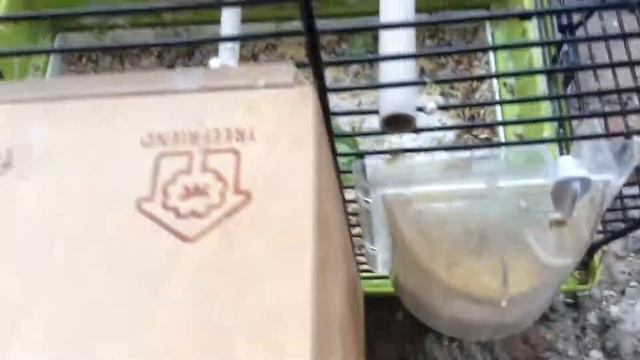 Мои амадины опять снесли яйца смотреть онлайн