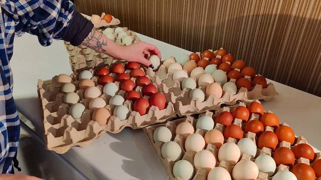 Последние дни я собирала яйца на самый самый север (п. Черский), где 1⃣0⃣🥚 варьируется от 260-300р. смотреть онлайн