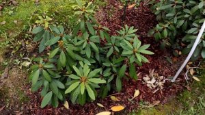 Укрытие рододендрона на зиму. Мой способ. Зимовка рододендронов