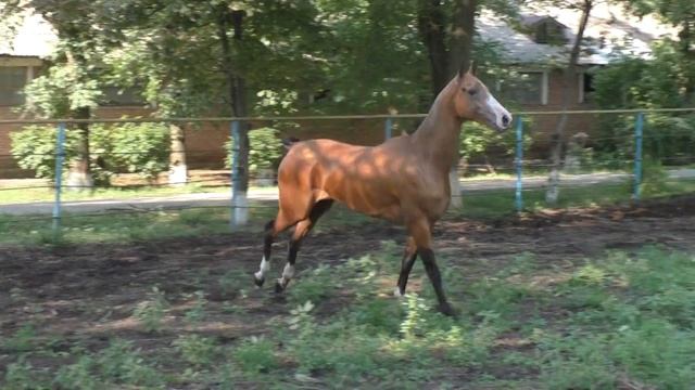 Регалия 2018 г.р.(Пайкенд-Реджели) смотреть онлайн