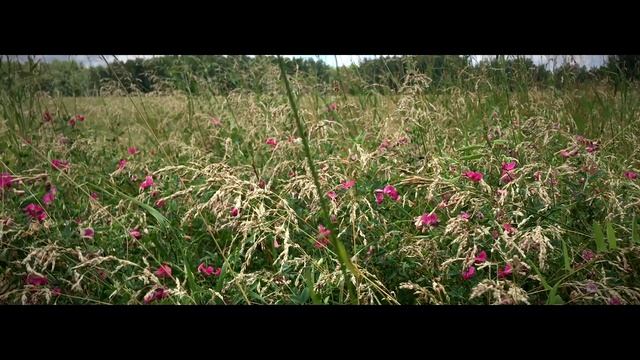 Ни о чем не жалейте / стихи / природа смотреть онлайн