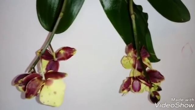 Уценка - реанимашка Yellow Harlequin | ОБЗОР смотреть онлайн