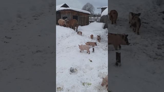 Рыжий  и его дети#свиньи# содержание #