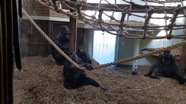Sliver Back Gorilla and Gorillas at Blackpool Zoo. Filmed 17th July 2021. смотреть онлайн