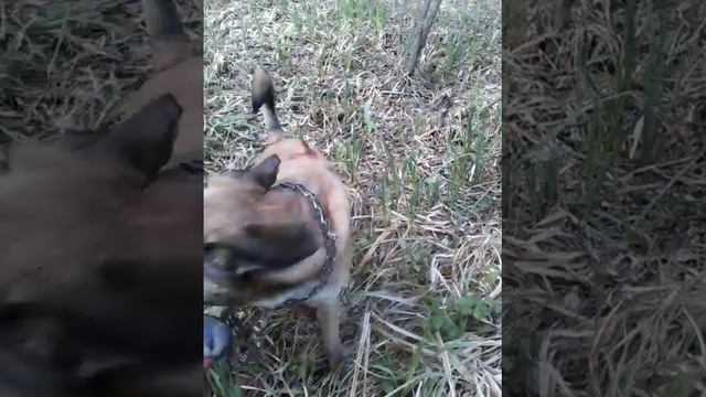 Поиск резиновой утки собаками Риджбек или дратхаар смотреть онлайн