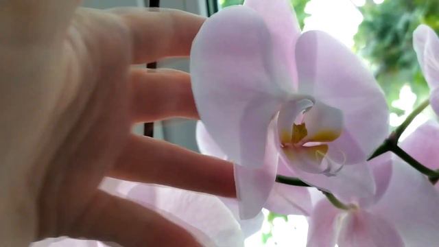 ВЛОГ.Кусочки лета.Фикс Прайс.Снова орхидеи смотреть онлайн