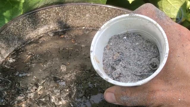 Всегда Кормлю Этим в Мае! Смородина, Клубника, Крыжовник Будут Усыпаны Сладкой Ягодой! Проверено. смотреть онлайн