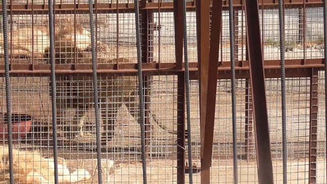 Львиное общежитие. Парк 