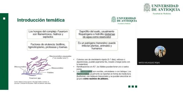 Fusarium spp Club de Revistas Aislamientos Ambientales y Clínicos смотреть онлайн