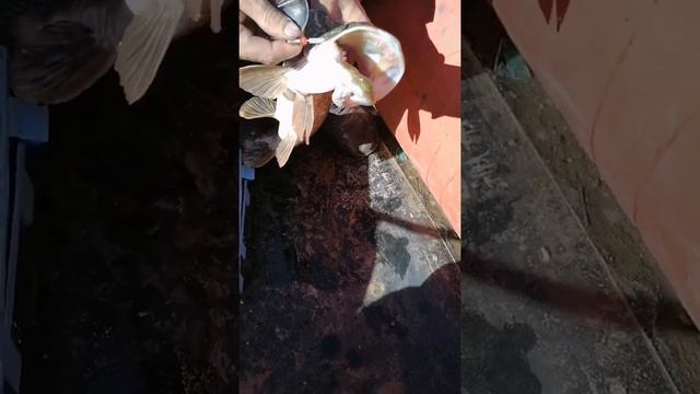 Едем на рыбалку ловить щуку #РЫБАЛКА смотреть онлайн