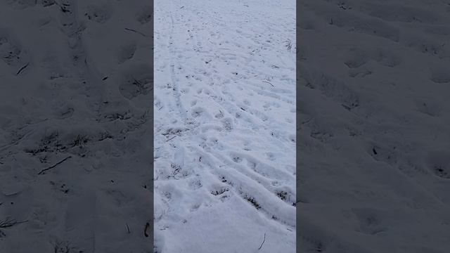 Леся_Украинка "Роберт Брюс король шотландские " уривок #українськийютуб #lesia #спадщина смотреть онлайн