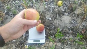 груша Богема і Бере Жифар