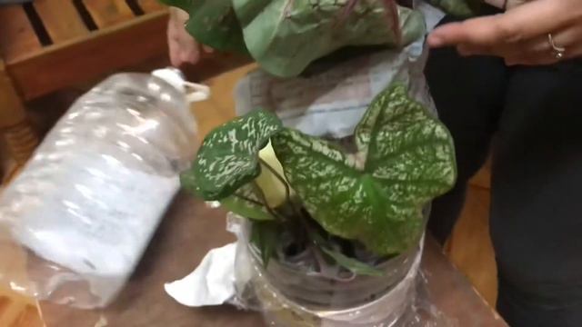 Unboxing plants from Palawan/Caladium/From Live selling смотреть онлайн