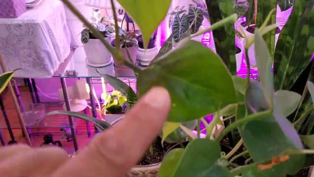 #plantcare #planthelp #plantcollection #plantas #plantdad #easyplants #repotwithme #plantdaddy смотреть онлайн