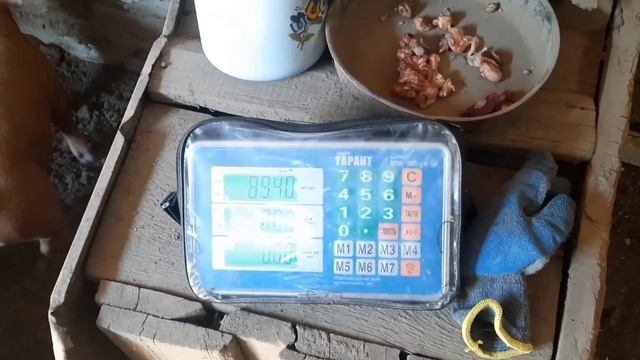 Обзор и взвешивание дюрка в 40 дней для продажи смотреть онлайн