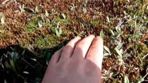 Кварцевый песок: рухнувший купол Земли  или «так просто надуло»?