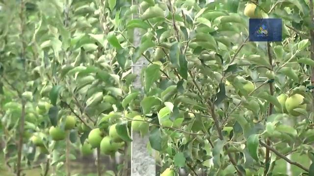 Посадка интенсивного сада в Харьковской области смотреть онлайн