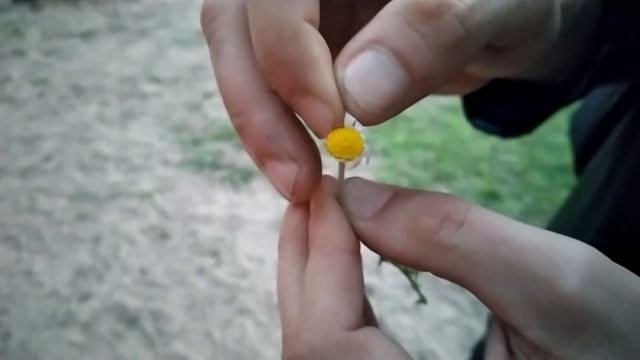 Гадание на ромашке смотреть онлайн