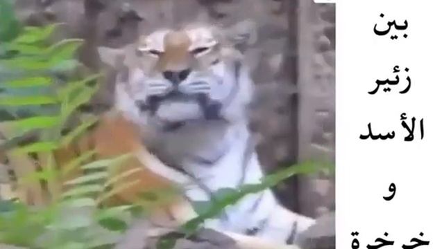 Лев vs Тигр ? смотреть онлайн