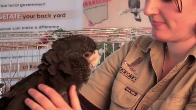 Монета Австралии «Краснохвостый черный какаду» смотреть онлайн