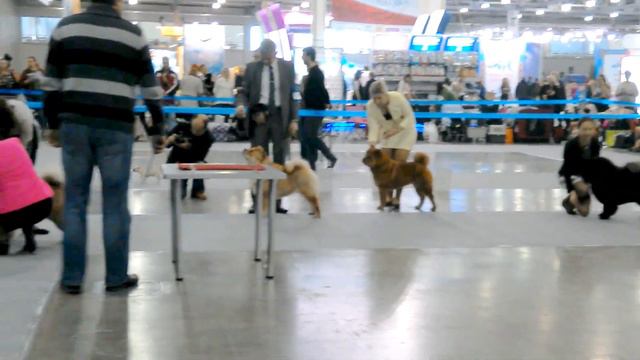 "RUSSIA 15",class Junior, females Chow Chow смотреть онлайн