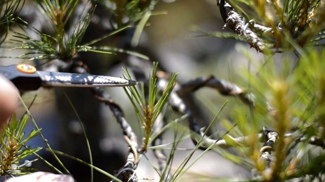 Candle prune SINGLE FLUSH pines in early June (Pinus nigra niwaki) - Arkefthos Bonsai смотреть онлайн