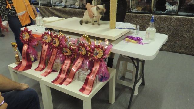 На выставке кошек. смотреть онлайн