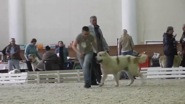 Выставка среднеазиатских овчарок "Азиат-2015", 02.05.15 г., Москва смотреть онлайн