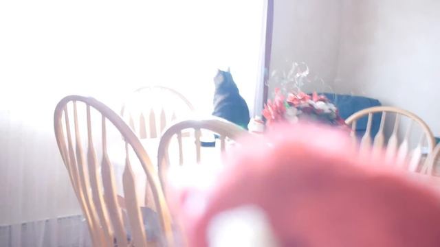 Cat Tales - Did you get the cups?! смотреть онлайн