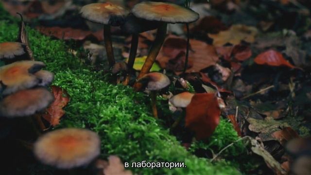 Ученые создали из грибка поглотитель звука смотреть онлайн