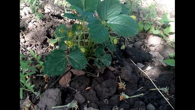 Укоренённые черенки туй. Тис и земляника весной. Продолжение. 20 мая 2018 смотреть онлайн