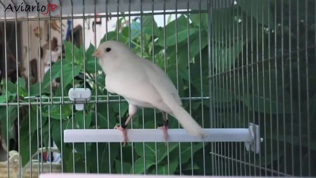 CANARIO CANTANDO | CANTE DE CANARIOS | COMO HACER QUE UN CANARIO CANTE