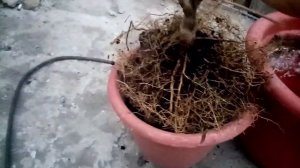 Спасение домашнего мандарина.Ошибки при выращивании цитрусов в домашних условиях. Формирование крон