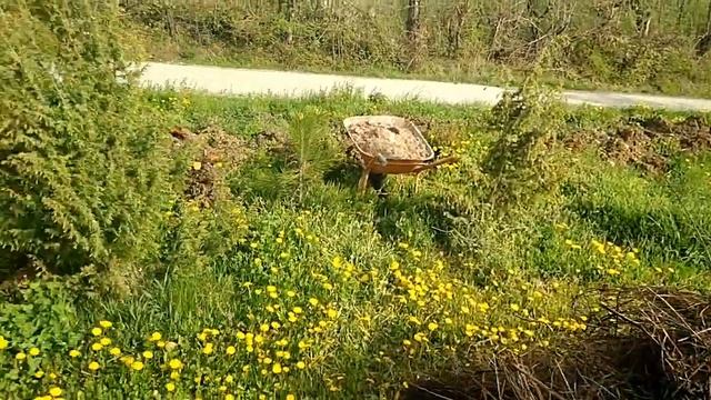 Привезли кипарисовики лейланда для зелёной изгороди.