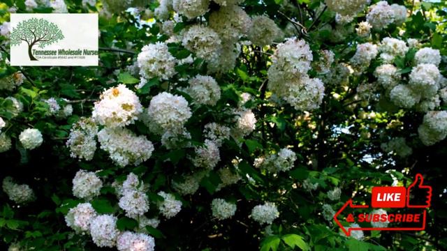 Arrowwood Viburnum Shrubs - Tn Nursery смотреть онлайн