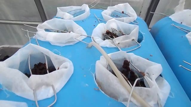 Выращивание огурцов в аквапотах (гидропоника) смотреть онлайн