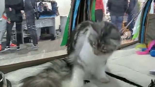 Кошечка мейн кун Лакшми на выставке кошек (24coon.ru) смотреть онлайн