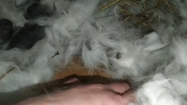 Внезапный окрол/Покрыла беременную крольчиху/Дом в Сибири смотреть онлайн