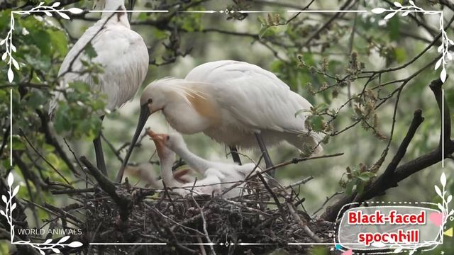 Cute and Adorable Animal Moments: Relaxing Animal Videos with Happy and Soothing Sounds смотреть онлайн