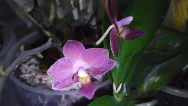 Уценка мини Фаленопсис благодарит своими цветочками))))) смотреть онлайн