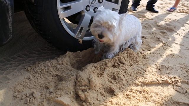 Главный участник "Донские Пески-2014" смотреть онлайн