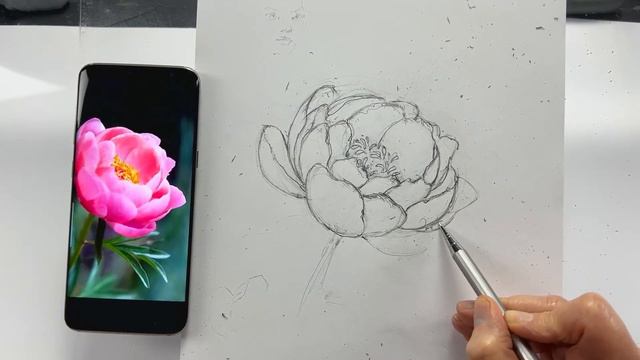 Учимся рисовать пион. Рисунок карандашом. Часть #1. смотреть онлайн