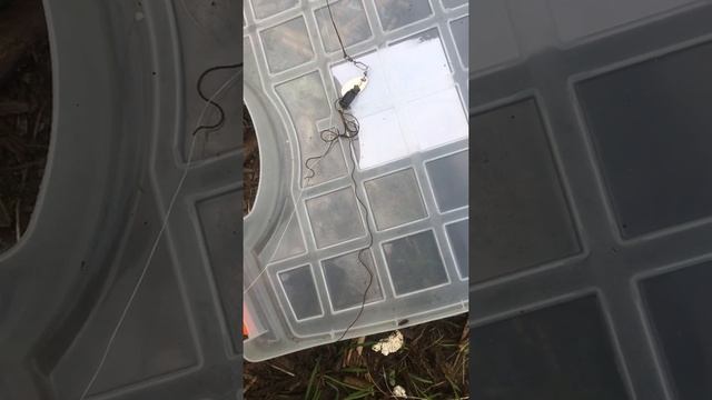 Конский волос